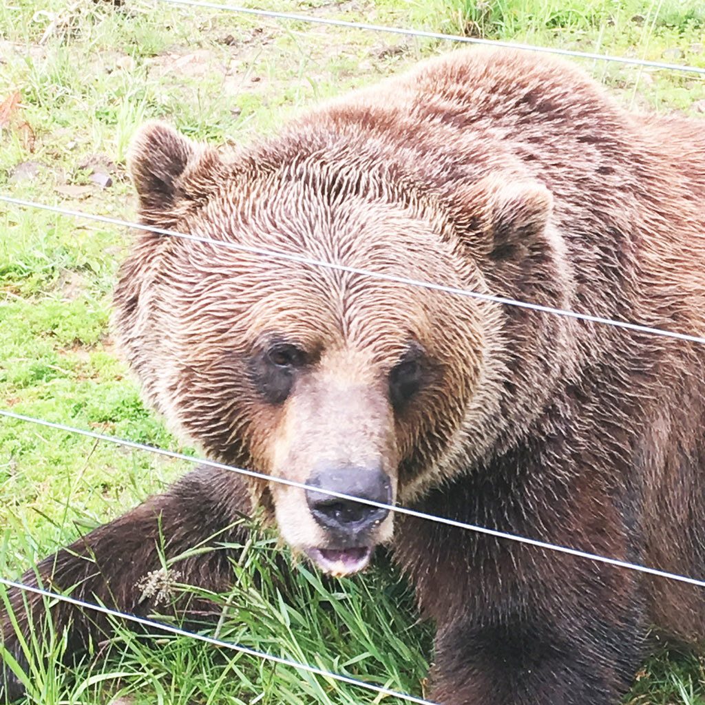 A Boo-tiful Visit with a Big-Ass Bear